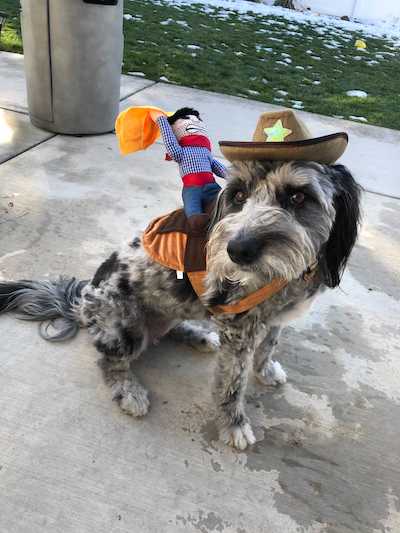 cowboy rodeo dog