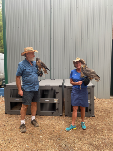 crate for birds of prey raptors shows red tail hawk and owl and for bald eagles