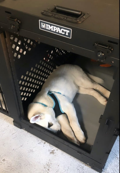 puppy sleeping in black impact dog crate