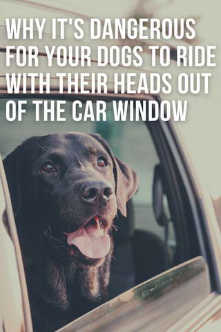 why its dangerous for dogs to ride with their heads out of the car window