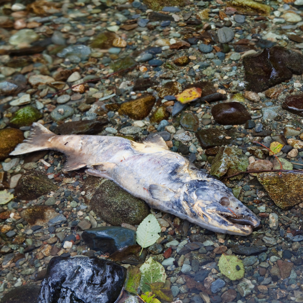 dead salmon potential salmon poisoning disease