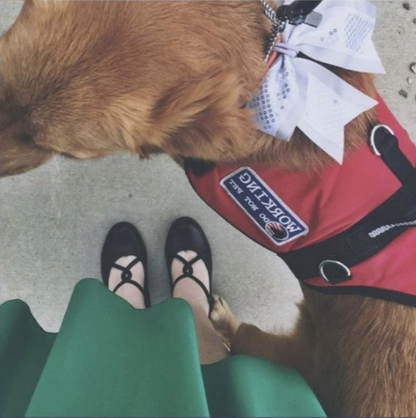 diabetes alert dog golden retriever wearing vest standing with handler