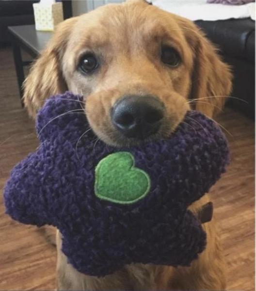 diabetes alert dog golden retriever holding toy