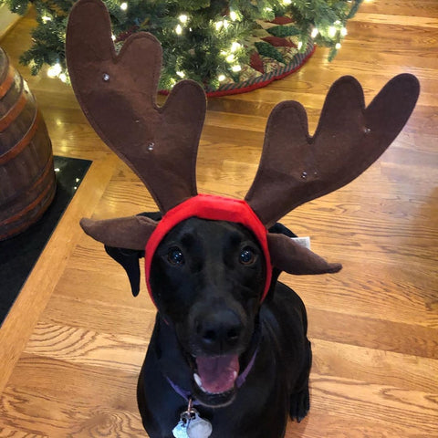 dog reindeer