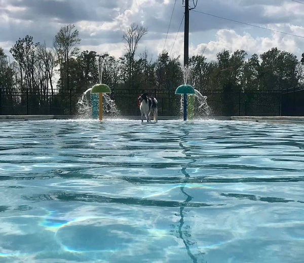 dog water park