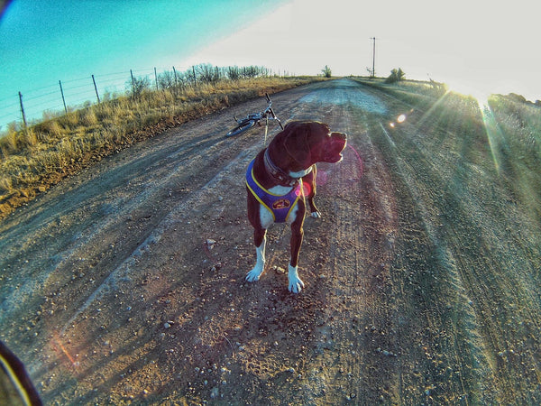 dog bikejoring