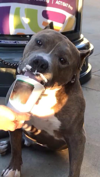 dog eating ice cream at cafe