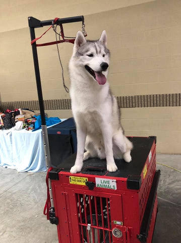 husky on dog grooming crate
