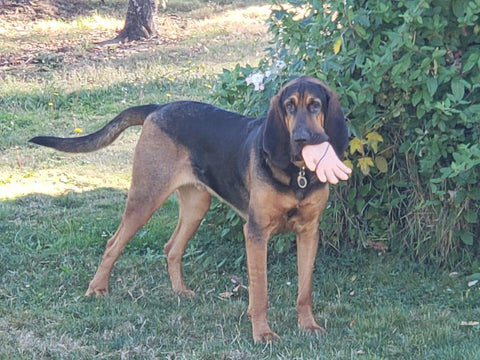 dog holding fake limb