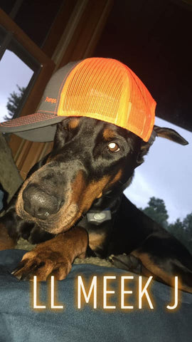 doberrman 