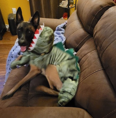 maligator dog t rex