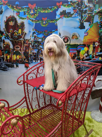 dog on sleigh