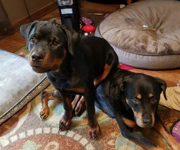 dog sitting on dog