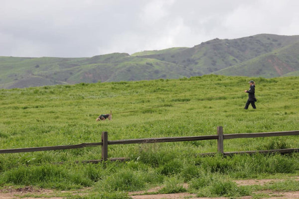 dog tracking with girl in field