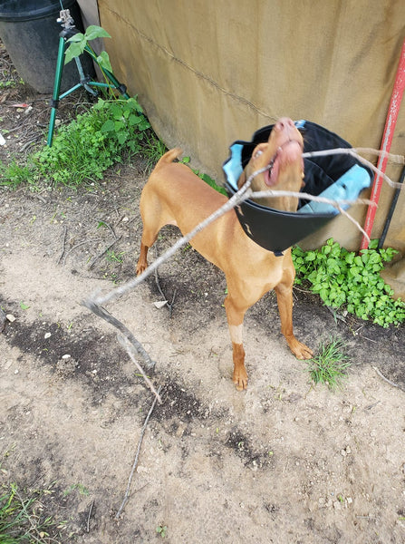 vizsla dog trying to chew stick in a cone