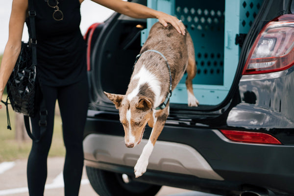 dog unloading suv in collapsible impact dog crate