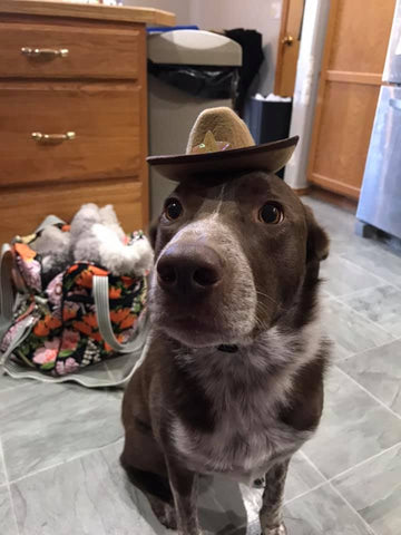 dog in hat