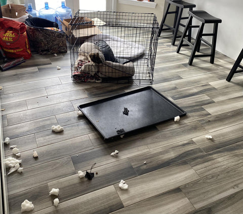 dog escaped wire dog crate from plastic tray in living room