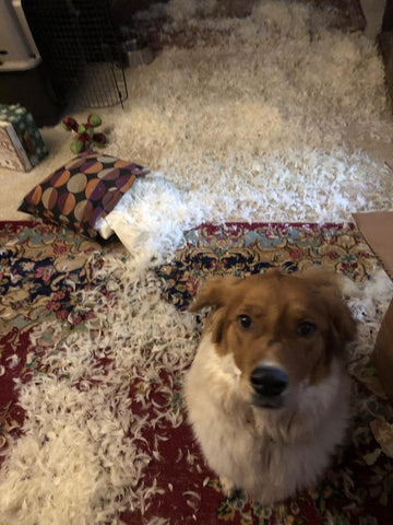 dog exploded couch pillow with feathers all over room