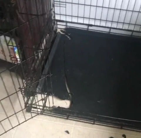husky escaped wire crate by breaking plastic try and wires