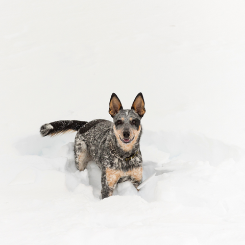 heeler dog in snow