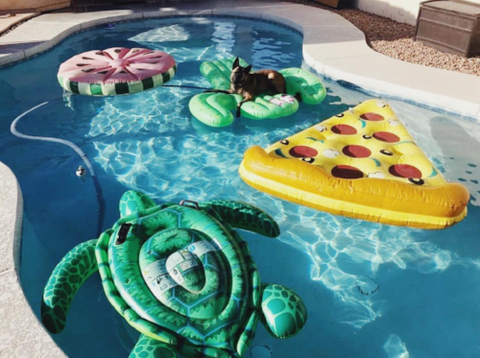 dog on pool floaties in swimming pool