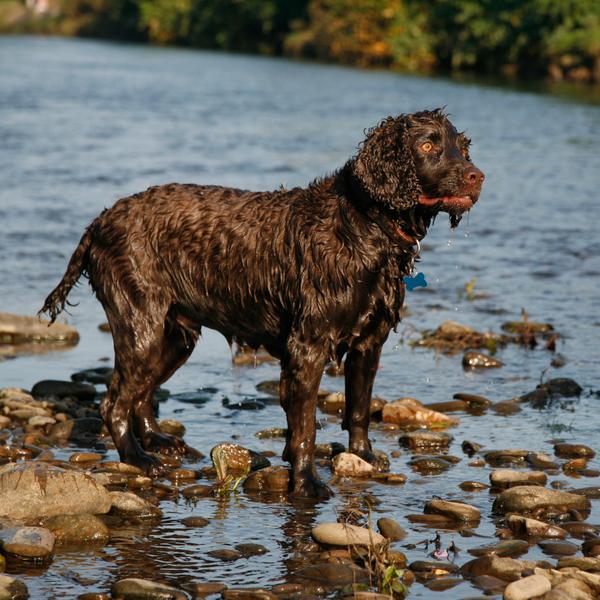 wet dog standing on river bank