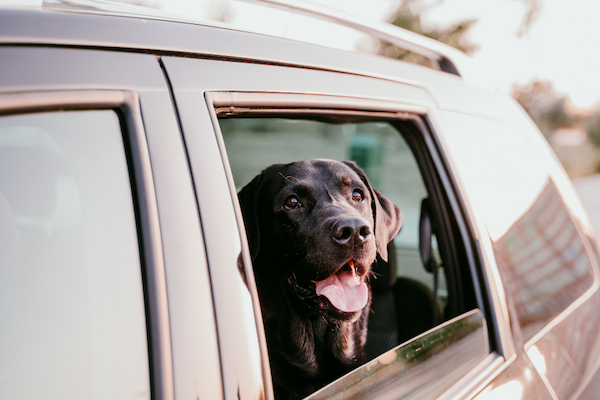 labrador with head out of car window