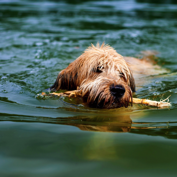 dog swimming in lake with stick in mouth