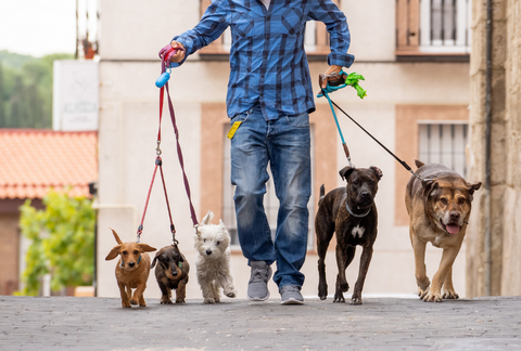 dog walker walking 5 dogs  