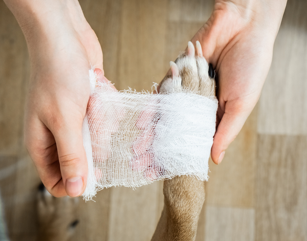 dog paw in bandage