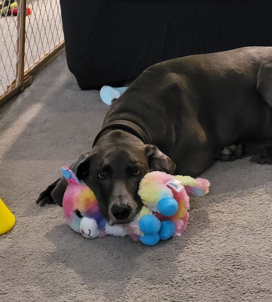 dog resting on top of stuffed animal