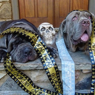 big dogs halloween