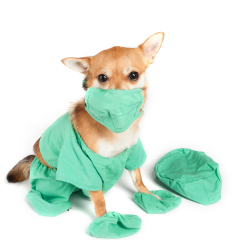 dog wearing mask and medical scrubs