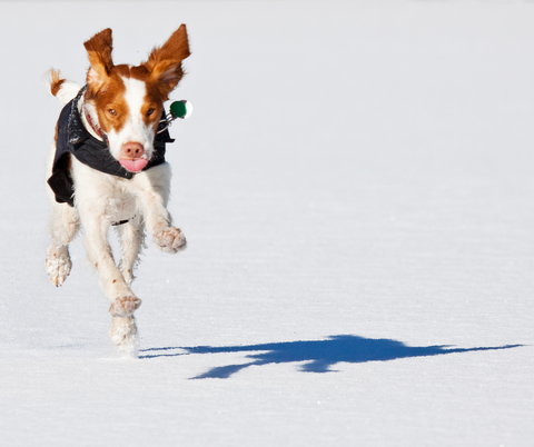 red white dog running in snow with jacket
