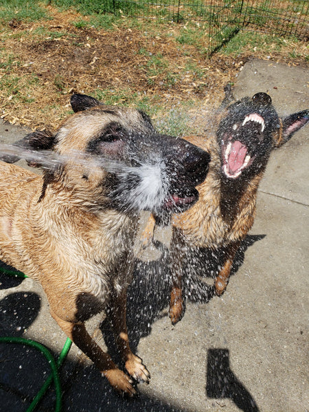 dogs playing with hose