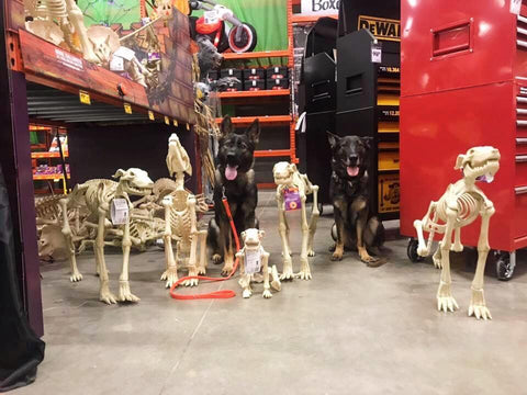 dogs sitting with fake skeleton dogs