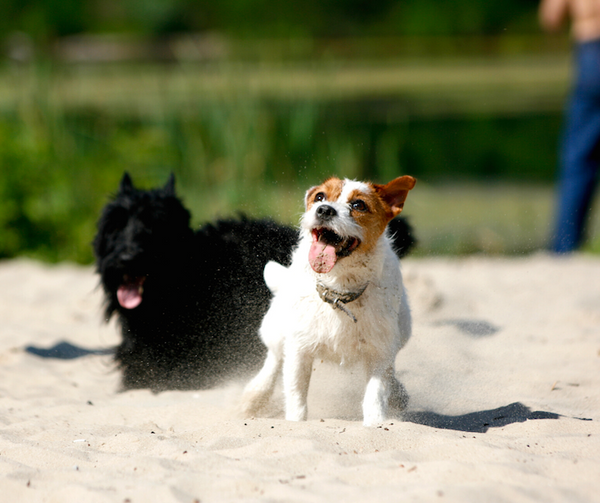 two dogs playing in sand