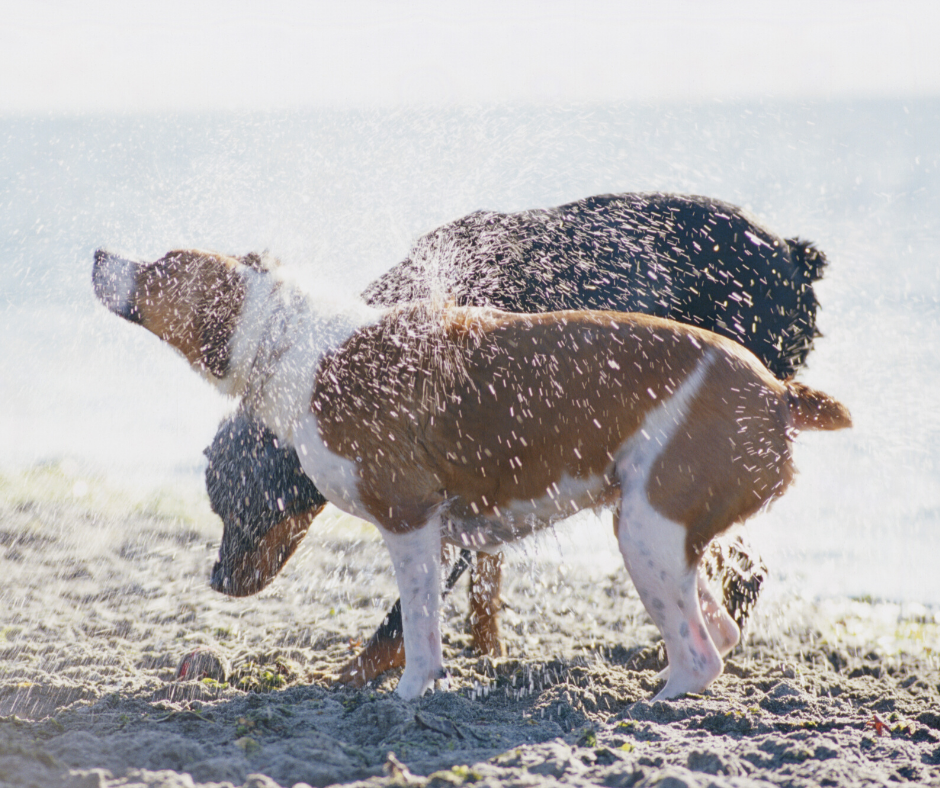 dogs shaking off water on beach