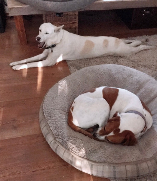 husky sploot and hound dog donut nap