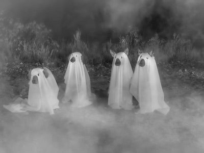 dogs as ghosts