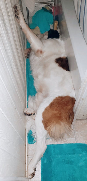 dog sleeping in tight space between bathtub and wall