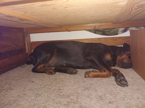 dog sleeping under bed