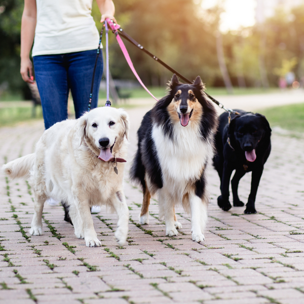 person walking three dogs as dog walker