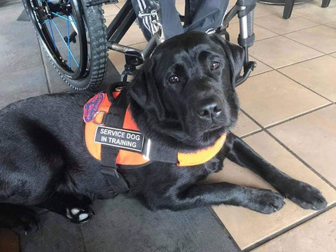 service dog on the job