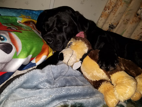 dolly cuddling toy