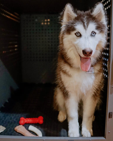 Kennel size shop for husky