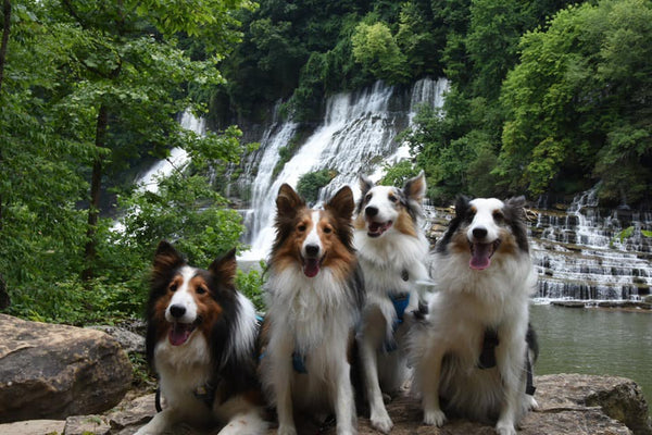 collies hiking waterfall