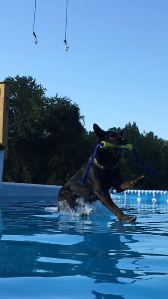 german shepherd dog dock diving