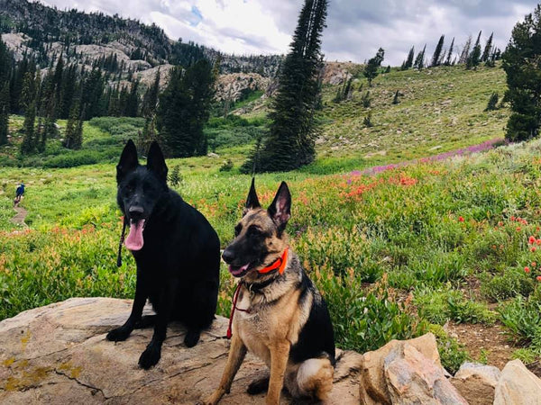 german shepherd dogs hiking on mountain